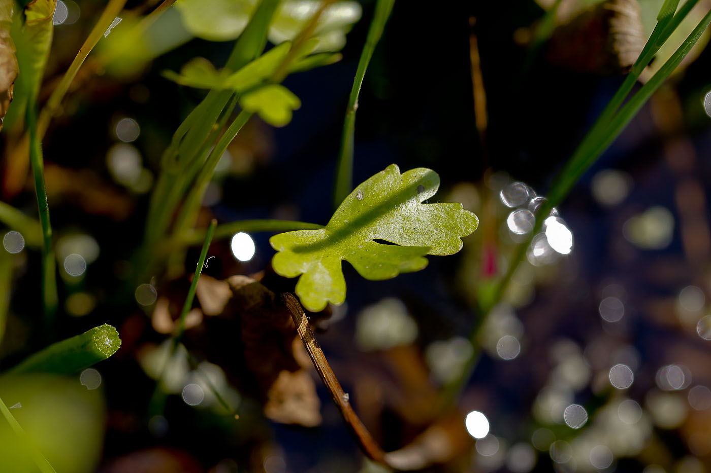 Image of Ranunculus sceleratus specimen.