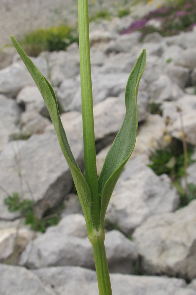 Image of Valeriana alpestris specimen.