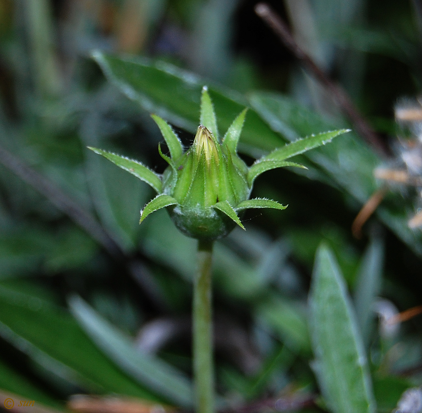 Image of Gazania &times; hybrida specimen.