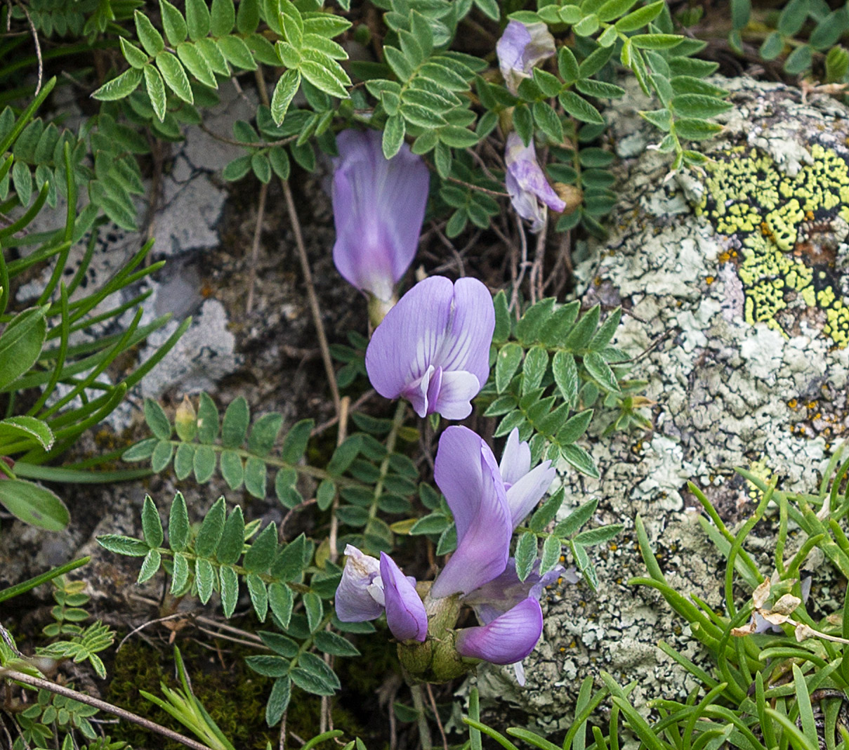 Image of Astragalus levieri specimen.