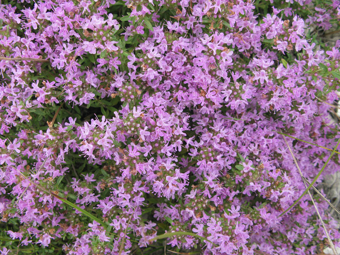 Изображение особи Thymus dubjanskyi.