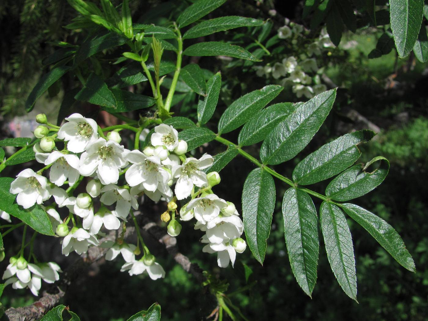 Image of Sorbus tianschanica specimen.