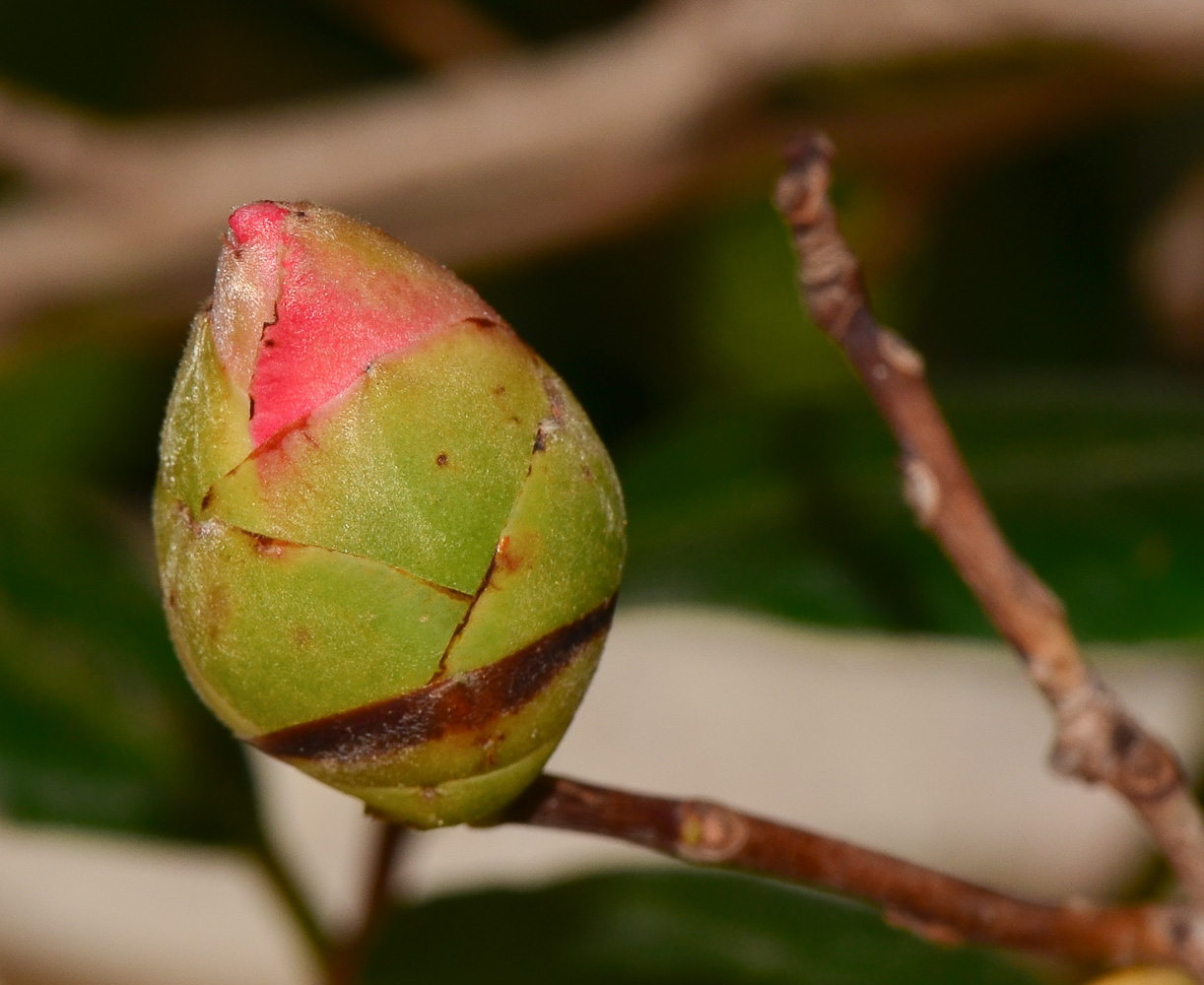 Image of Camellia japonica specimen.