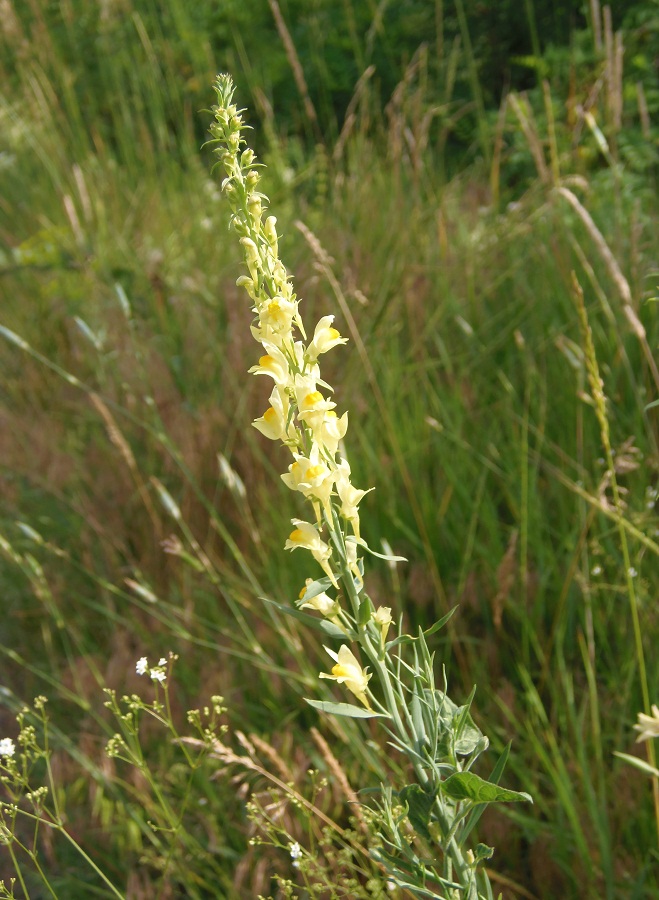 Изображение особи Linaria biebersteinii.