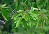 Sorbus torminalis. Верхушка ветви. Крым, гора Чатырдаг (нижнее плато), луговая степь, балка. 05.06.2016.