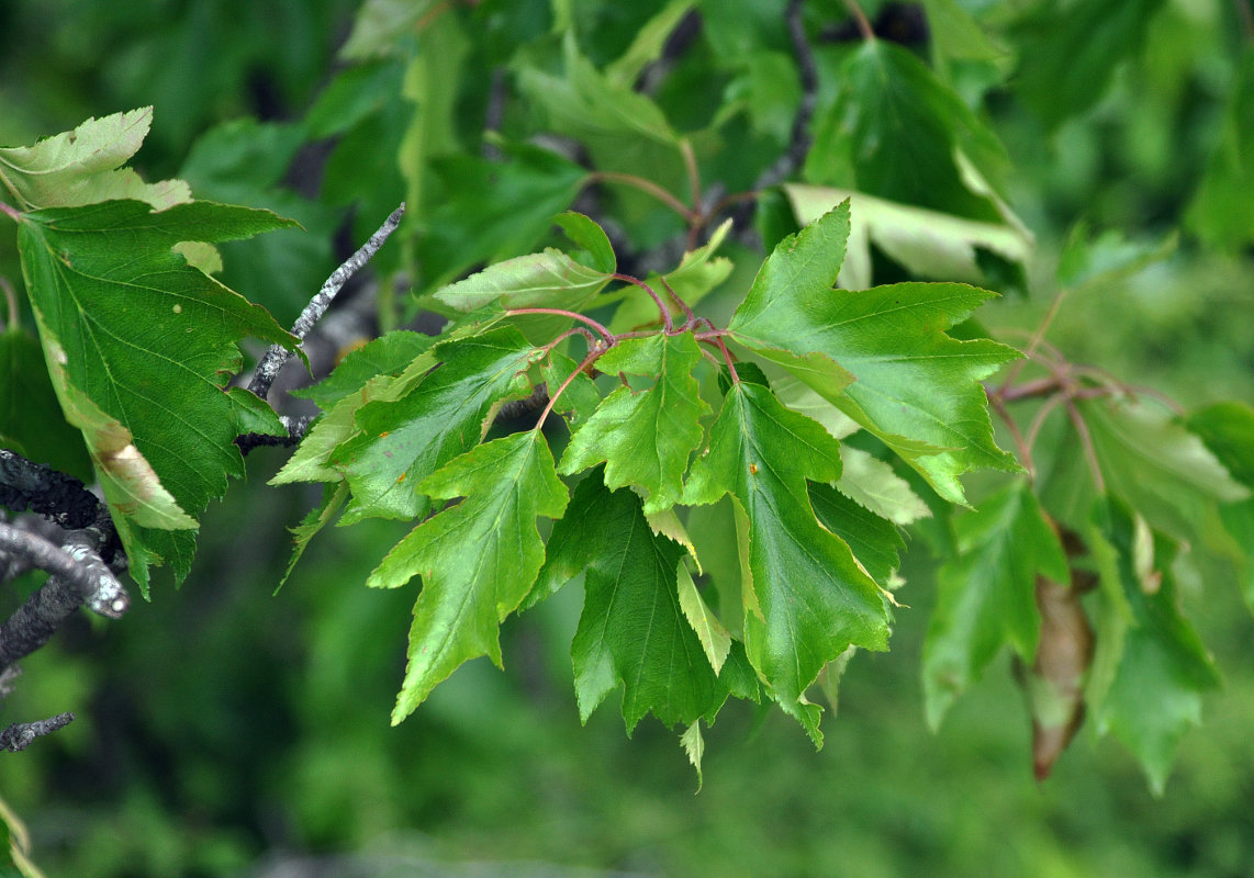 Image of Sorbus torminalis specimen.