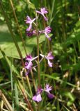 Anacamptis laxiflora subspecies elegans. Верхняя часть соцветия. Украина, г. Запорожье, возле Детской железной дороги, в зарослях тростника. 04.06.2016.