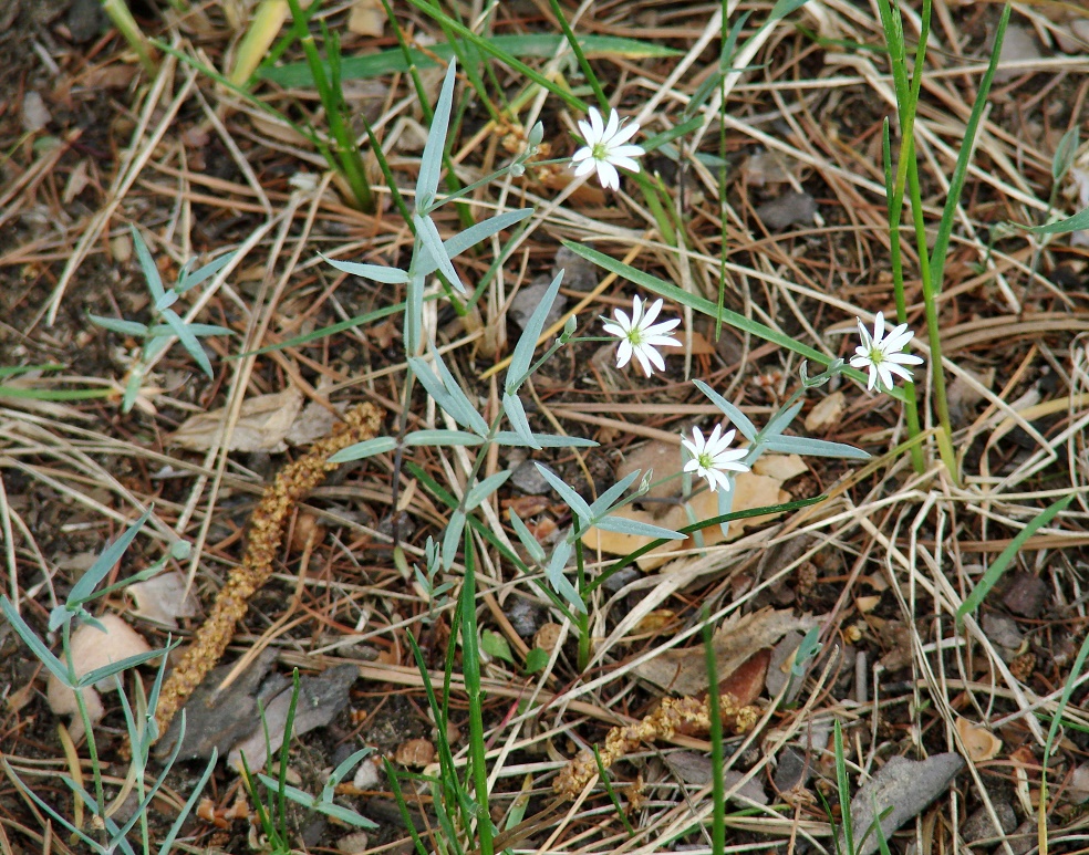 Image of Stellaria dahurica specimen.