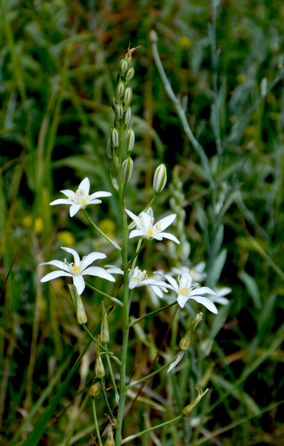 Изображение особи Ornithogalum ponticum.