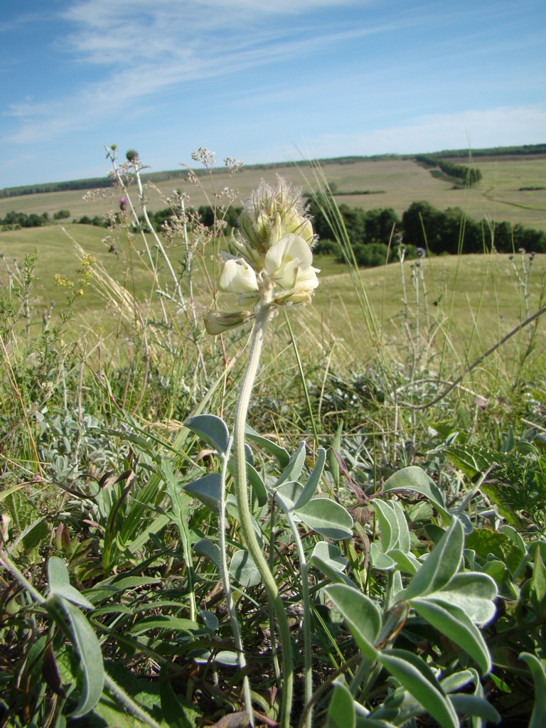 Image of Hedysarum grandiflorum specimen.