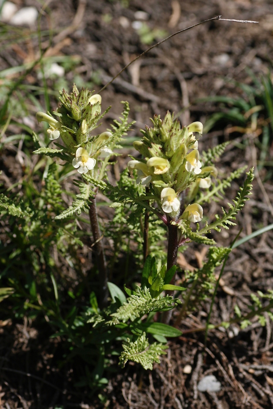 Image of Pedicularis dolichorrhiza specimen.