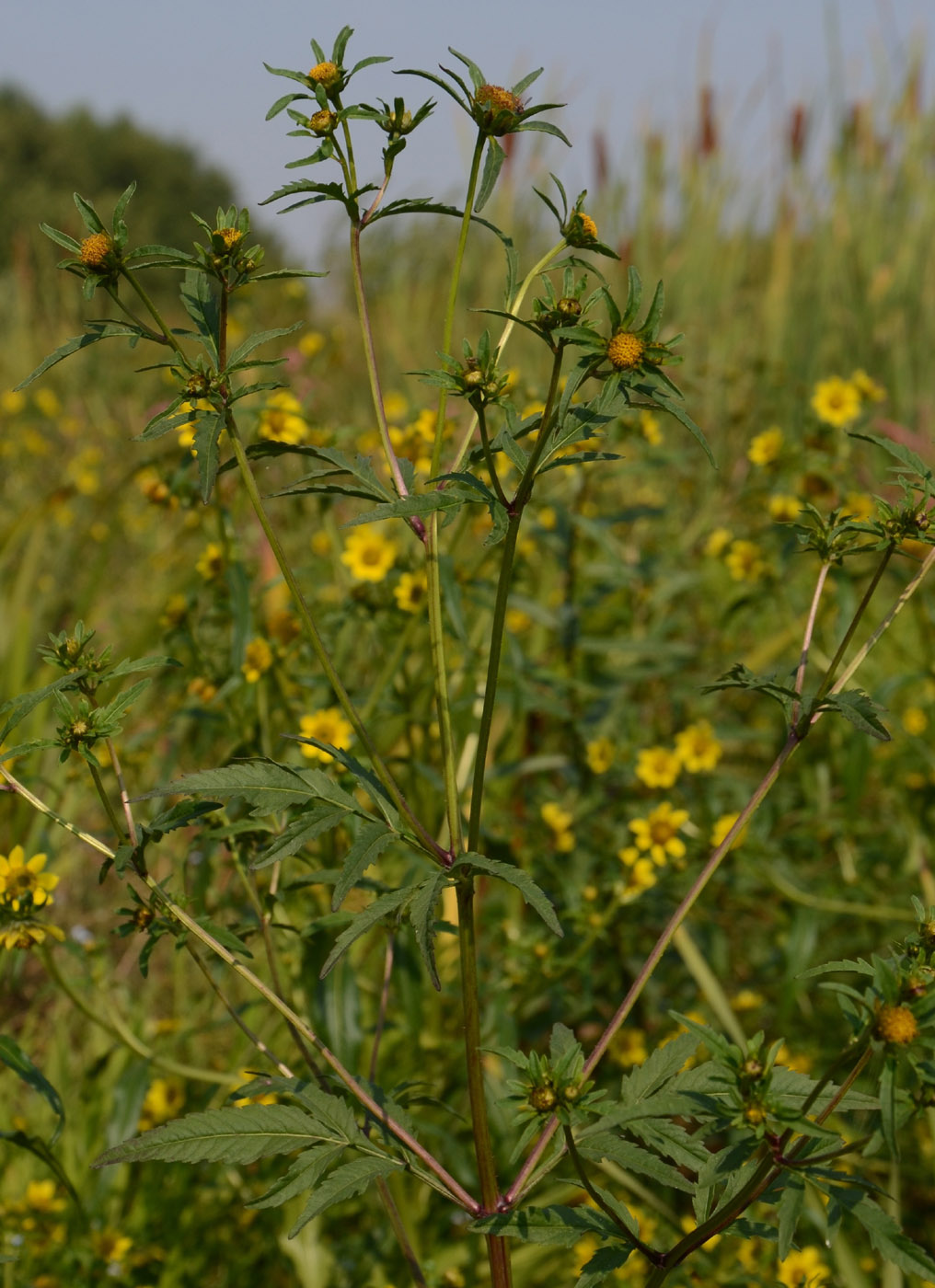 Image of Bidens tripartita specimen.