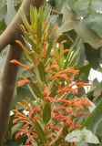 Смотреть изображение Lobelia excelsa