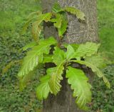 Смотреть изображение Quercus castaneifolia