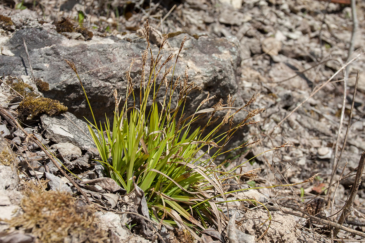 Image of Carex digitata specimen.