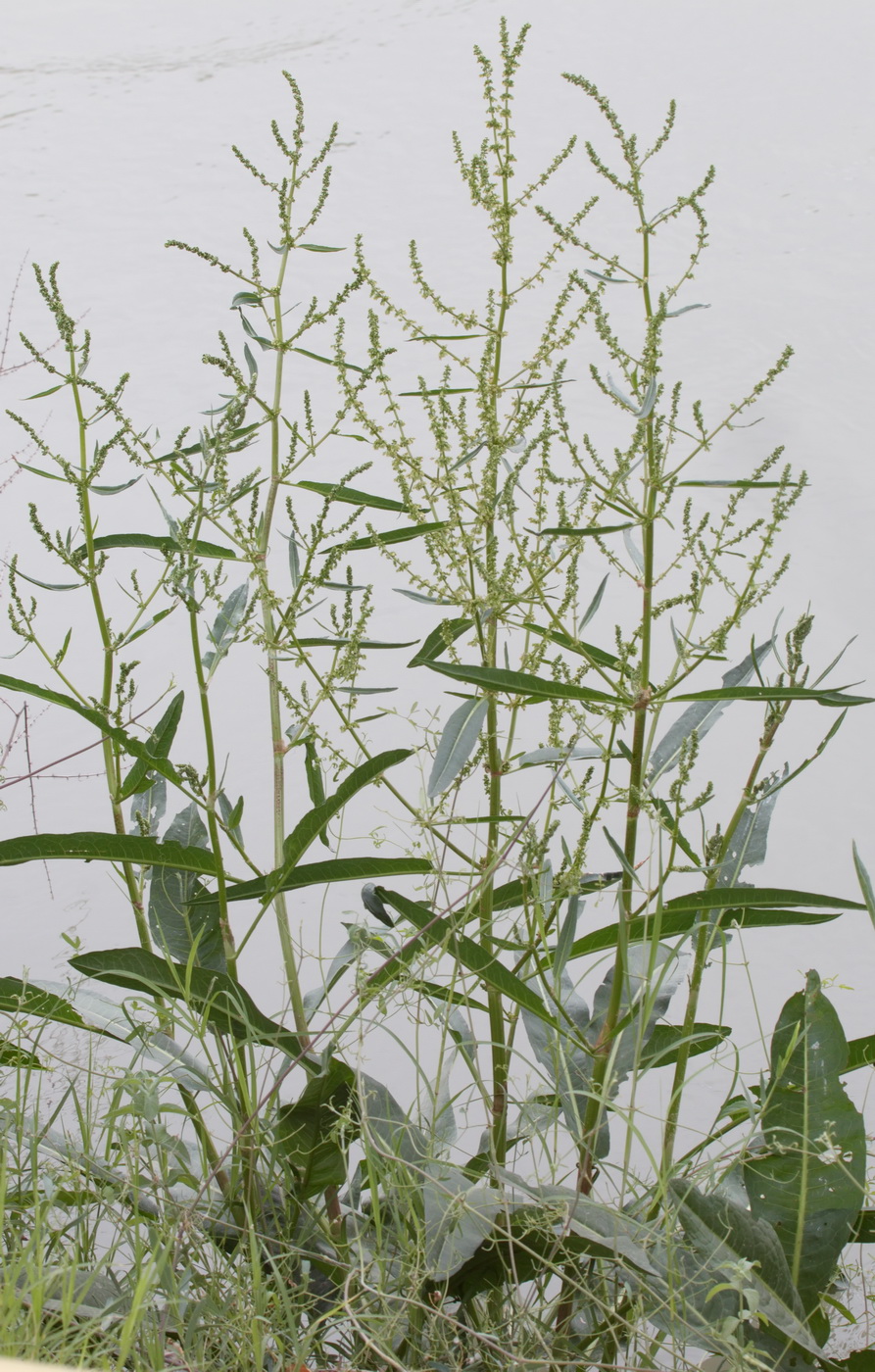 Изображение особи Rumex conglomeratus.