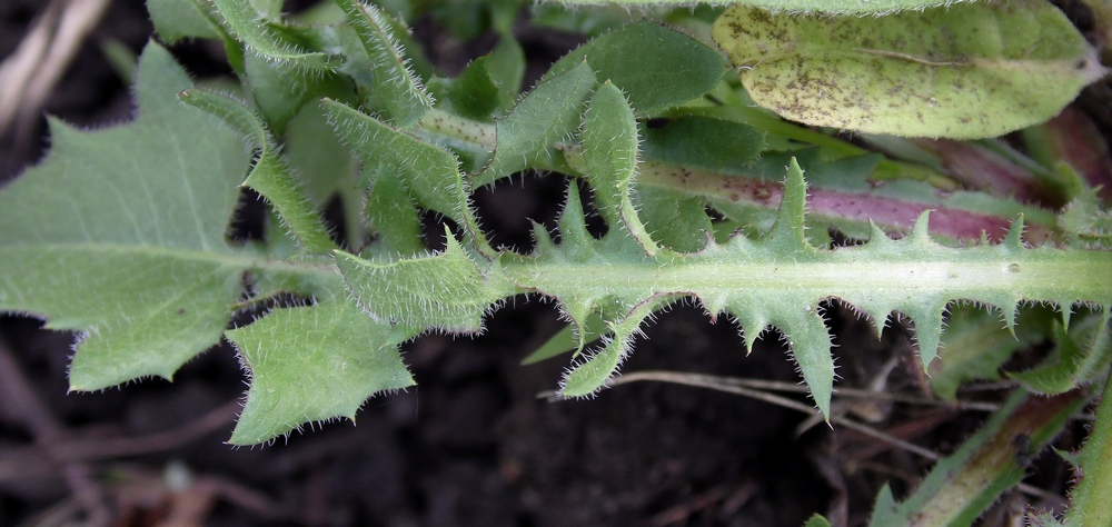 Image of Crepis rhoeadifolia specimen.