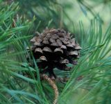 Pinus sylvestris