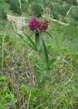 Trifolium alpestre. Верхушка цветущего растения. Кабардино-Балкария, Эльбрусский р-н, окр. пос. Эльбрус, ок. 2100 м н.у.м., склон горы, среди Juniperus sabina. 31.07.2017.