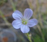 Gypsophila tenuifolia. Цветок. Кабардино-Балкария, Эльбрусский р-н, долина реки Ирикчат, ок. 2400 м н.у.м., скала. 28.07.2017.