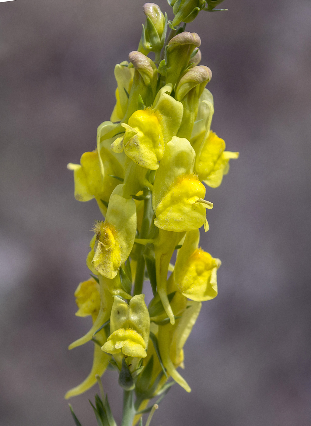 Изображение особи Linaria genistifolia.