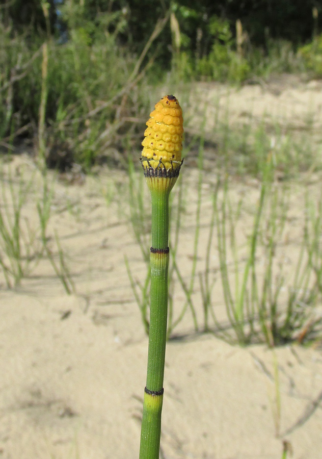 Изображение особи Equisetum hyemale.