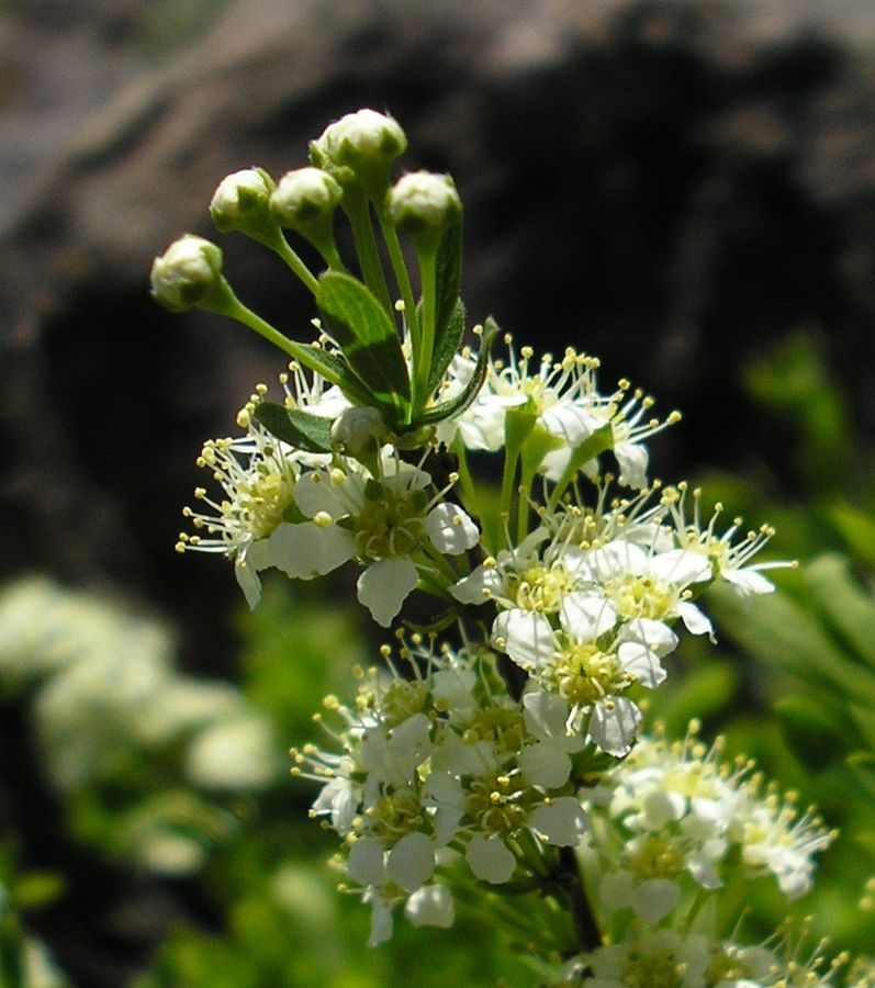 Изображение особи Spiraea hypericifolia.