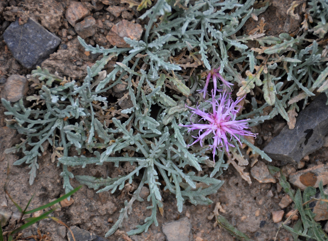 Image of Jurinea algida specimen.