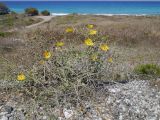 Glaucium flavum