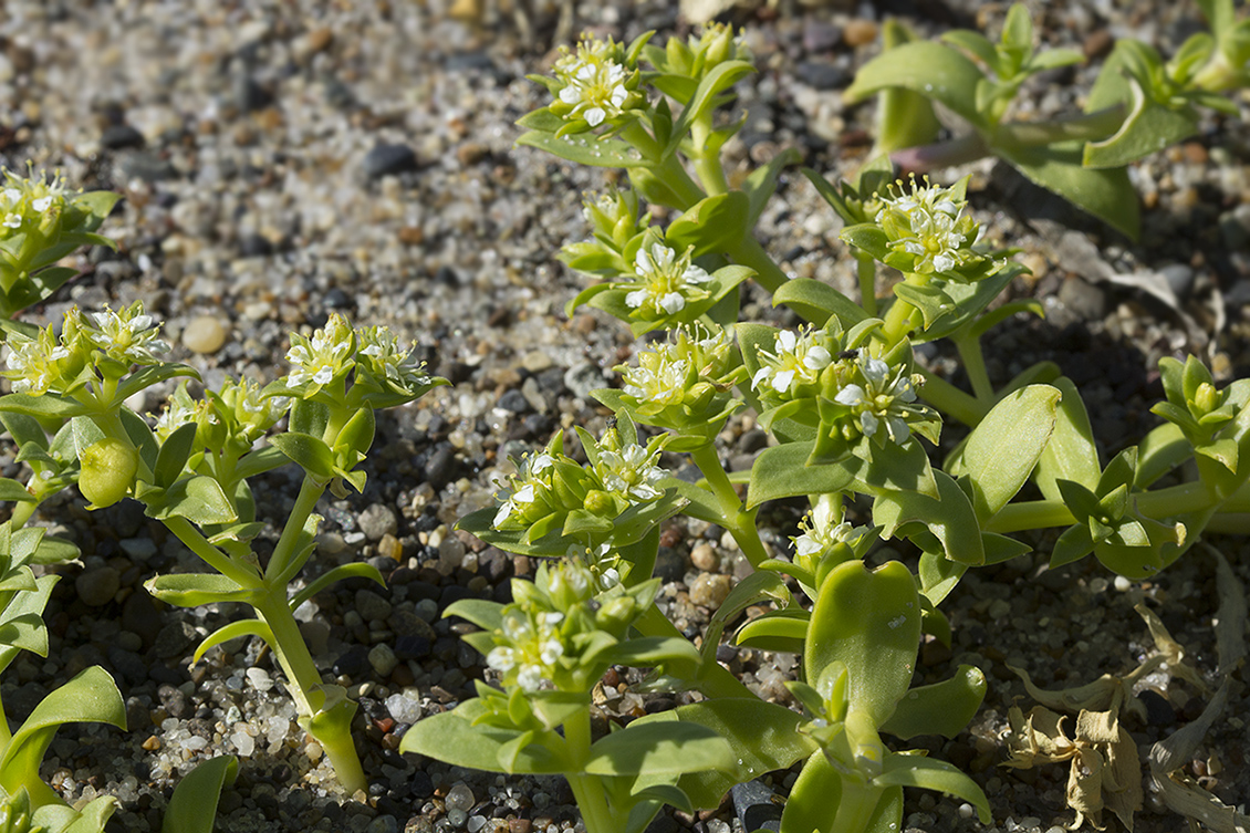 Image of Honckenya peploides ssp. major specimen.