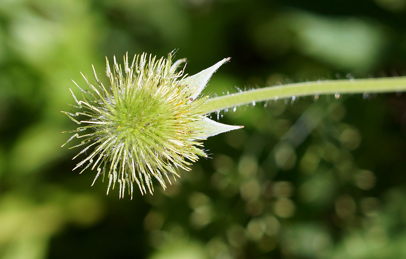 Image of Geum aleppicum specimen.