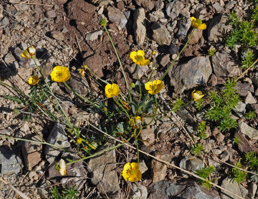 Image of genus Ranunculus specimen.