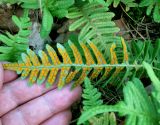 Polypodium vulgare. Нижняя сторона вайи (листа) со спорангиями. Украина, Волынская обл., Ратновский р-н, песчаная дюна севернее с. Комарово на левом берегу р. Припять. 27 июля 2009 г.