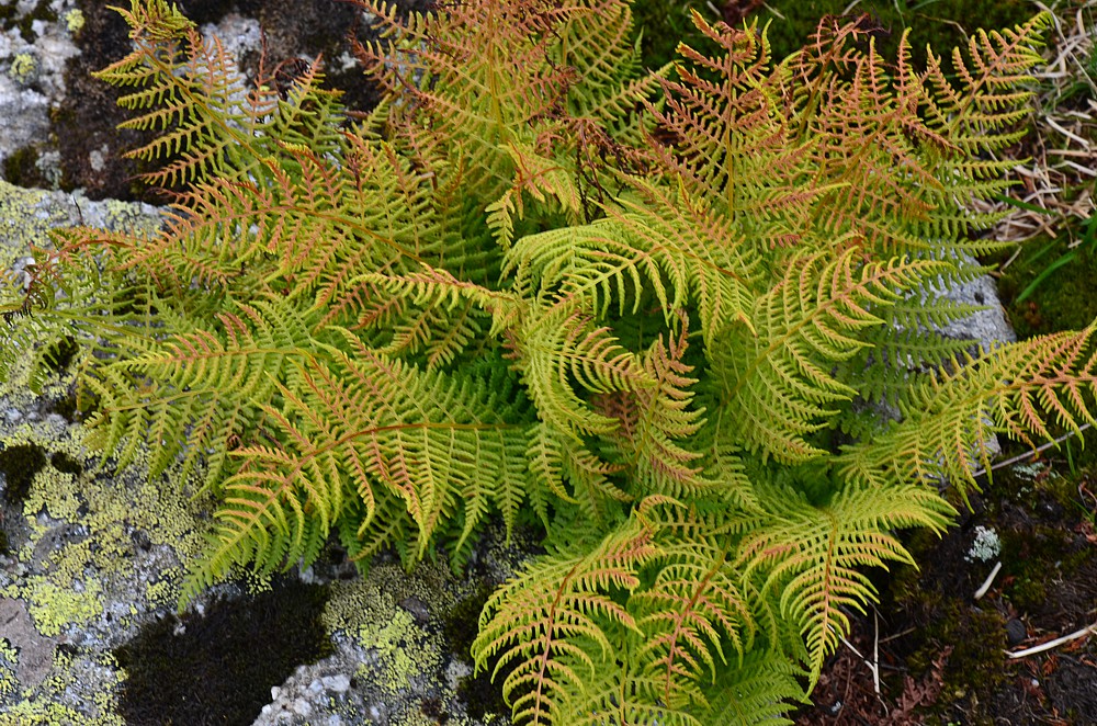 Изображение особи Athyrium distentifolium.