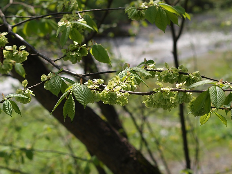 Изображение особи Ulmus glabra.