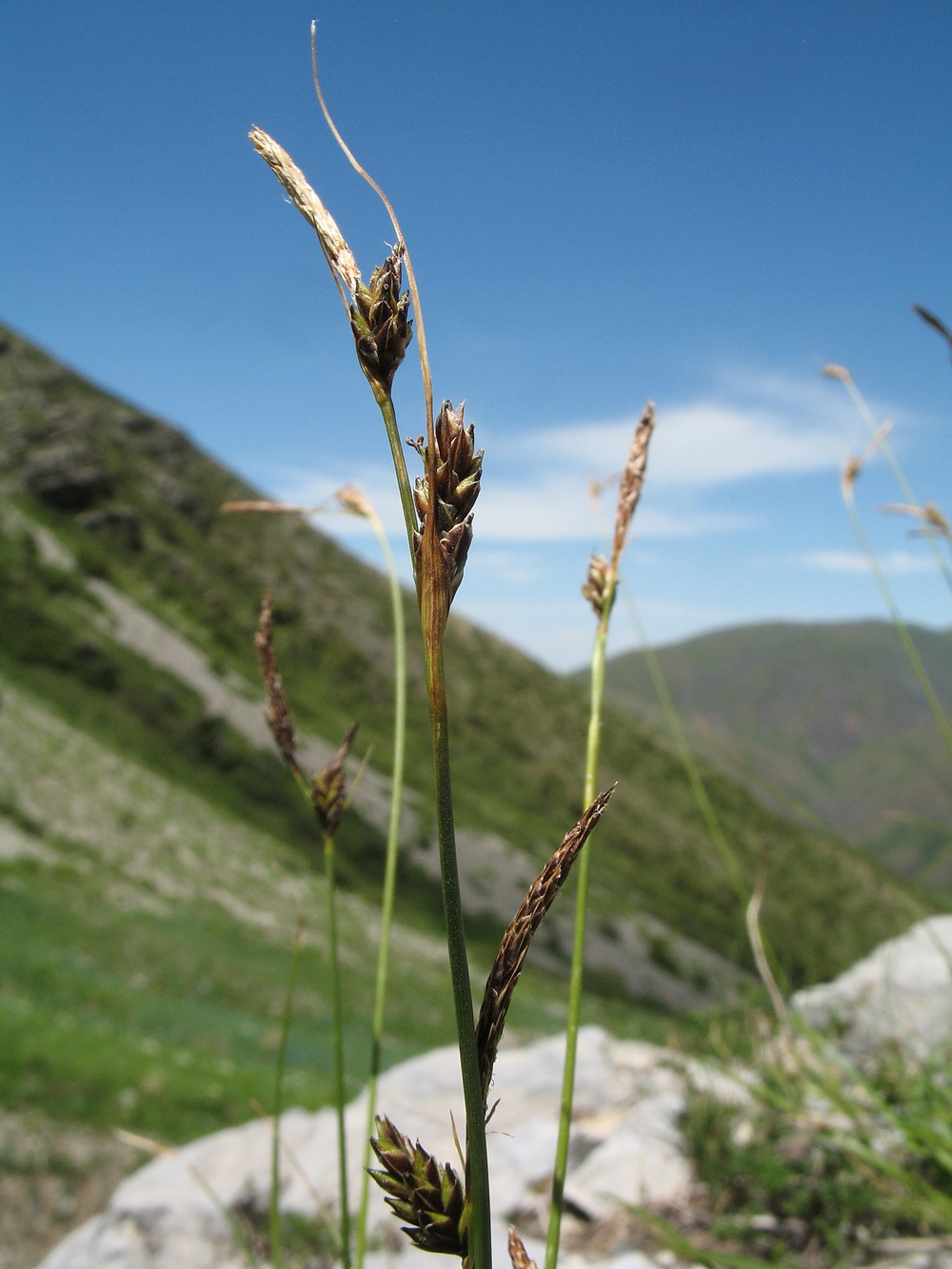 Image of Carex litwinovii specimen.