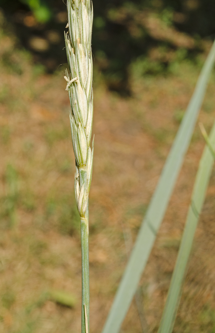 Image of genus Leymus specimen.