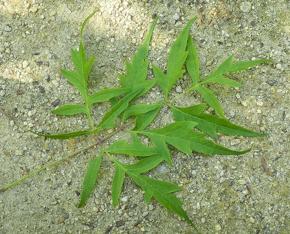 Image of Acer negundo specimen.