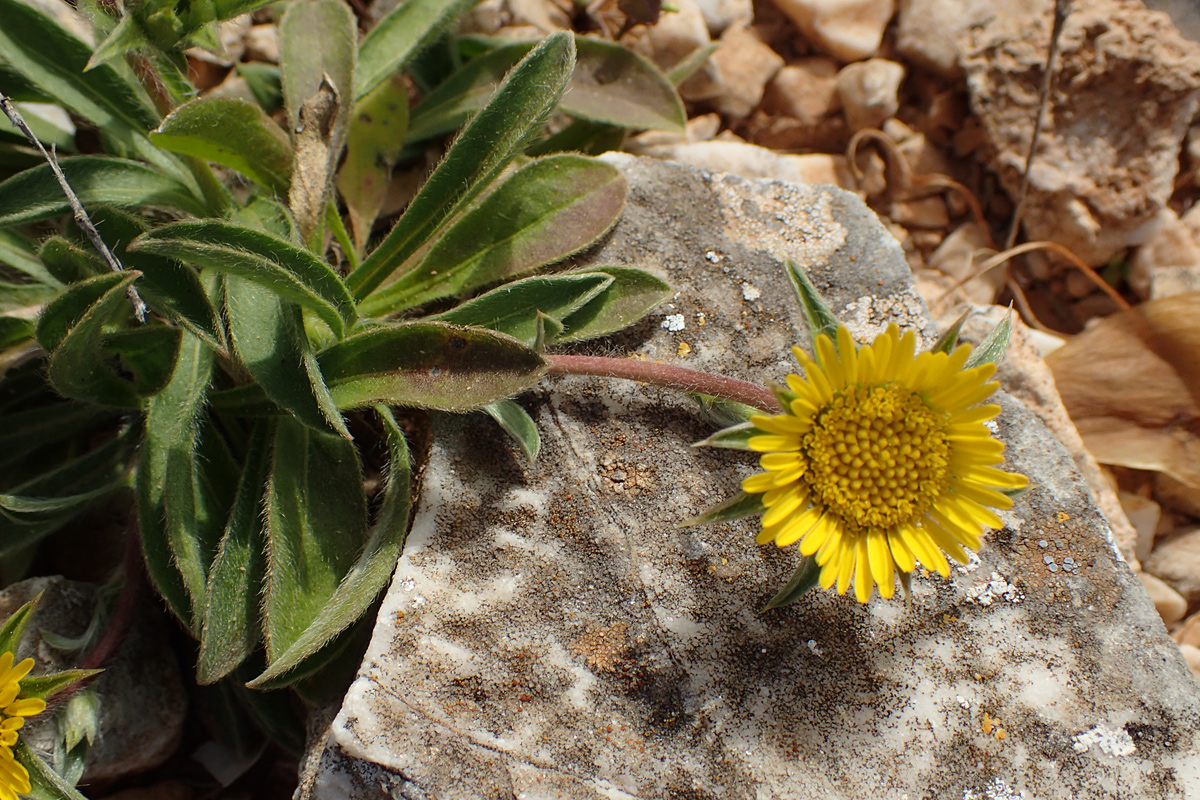 Image of Pallenis spinosa specimen.