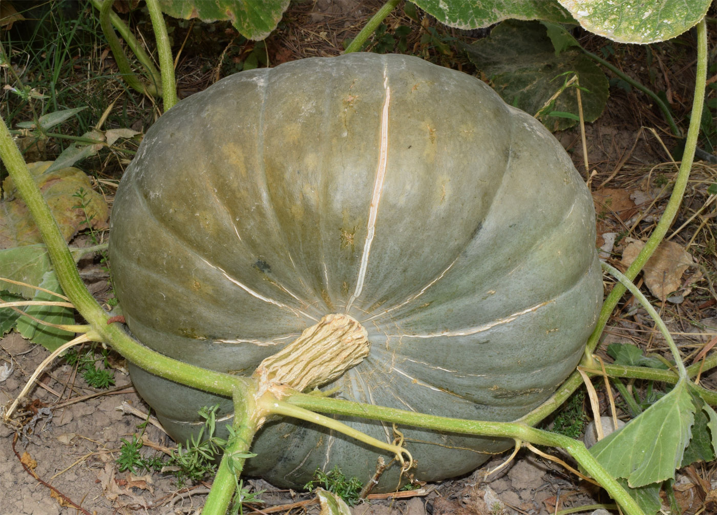 Изображение особи Cucurbita maxima.