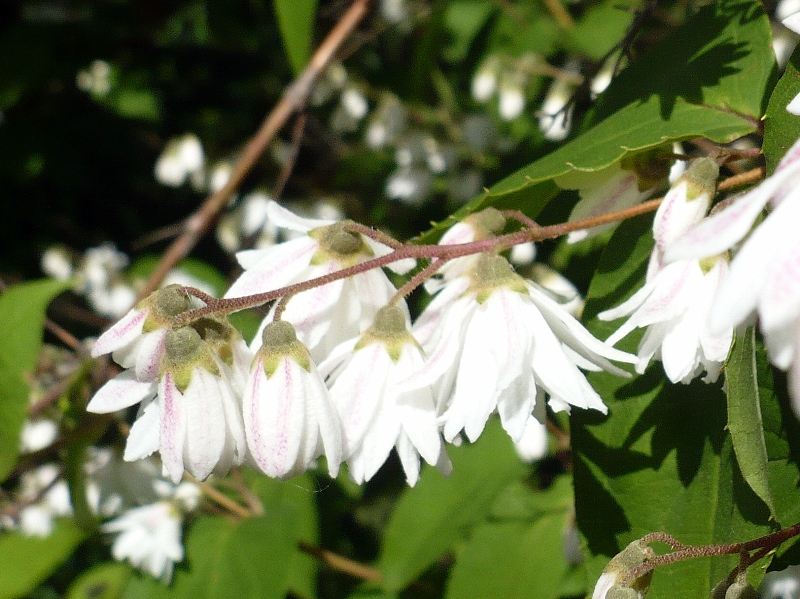 Image of genus Deutzia specimen.