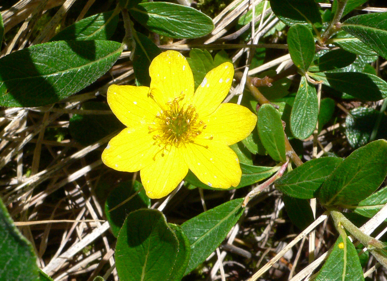 Image of genus Ranunculus specimen.