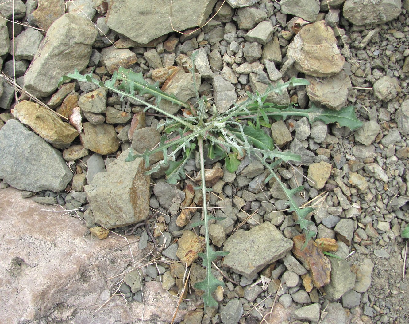 Image of genus Picris specimen.