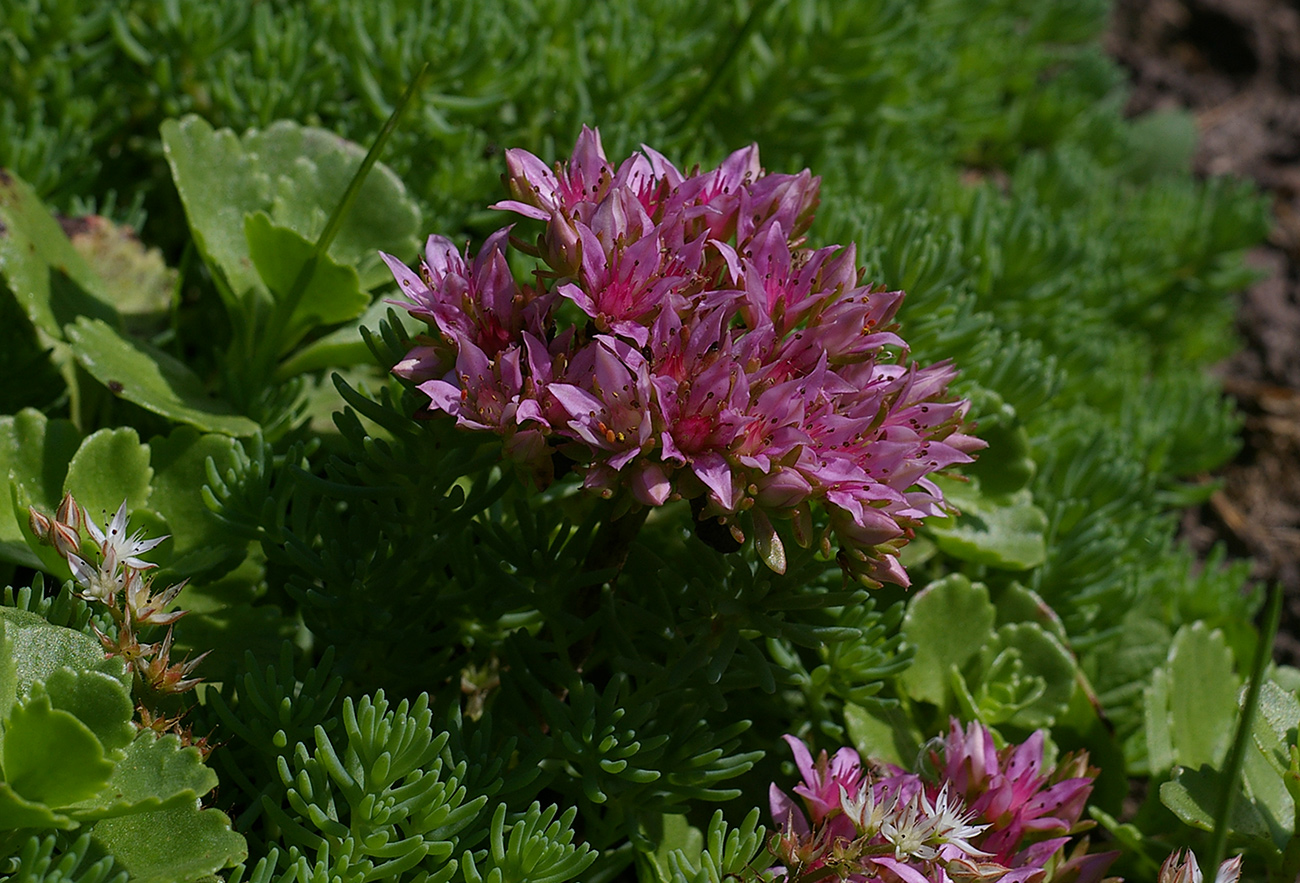 Image of Sedum spurium specimen.