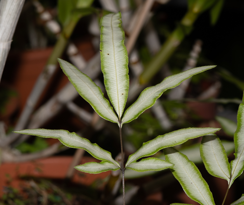 Изображение особи Pteris cretica.