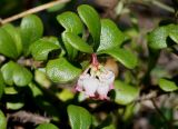 Arctostaphylos uva-ursi. Побег с соцветием. Якутия, Алданский р-н, окр. г. Алдан, Радиосопка, сухой сосновый лес. 12.06.2016.