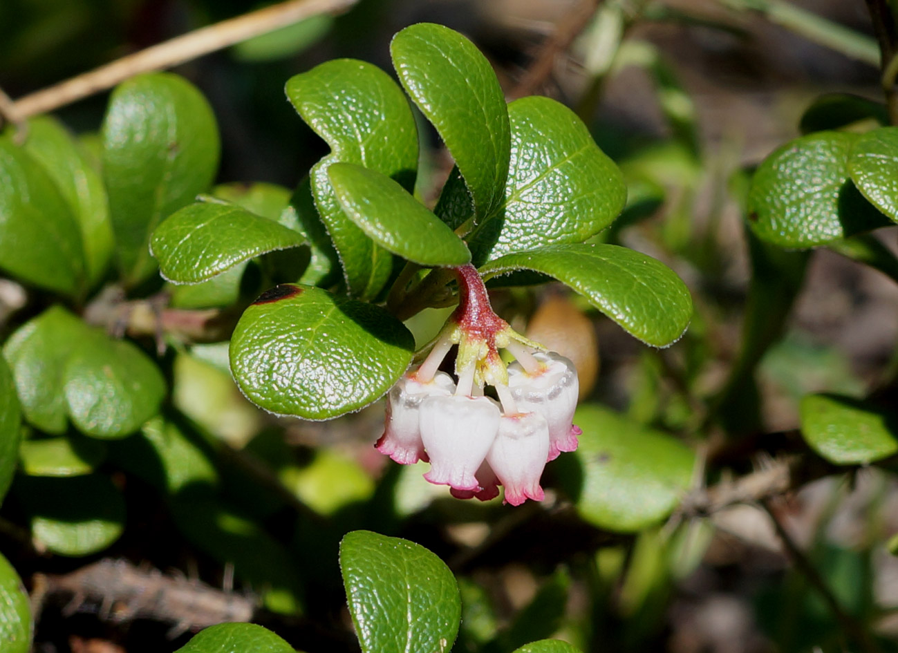 Image of Arctostaphylos uva-ursi specimen.