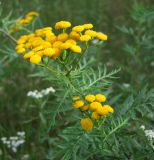 Tanacetum boreale. Верхушки цветущего растения. Магаданская обл., г. Магадан, окр. мкр-на Пионерный, разнотравная роляна среди ивняка. 09.08.2018.