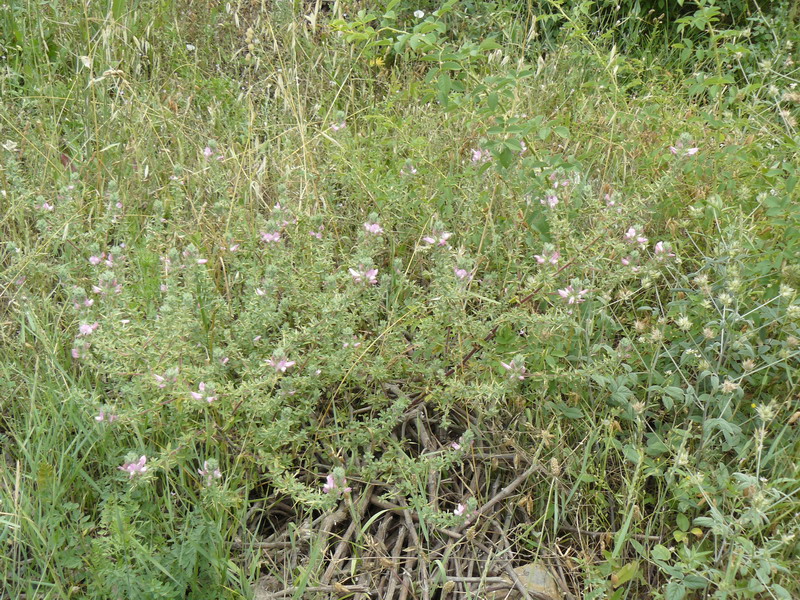 Image of Ononis arvensis ssp. spinescens specimen.