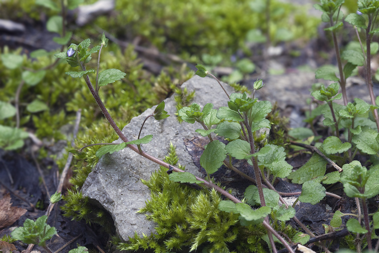 Image of Veronica persica specimen.